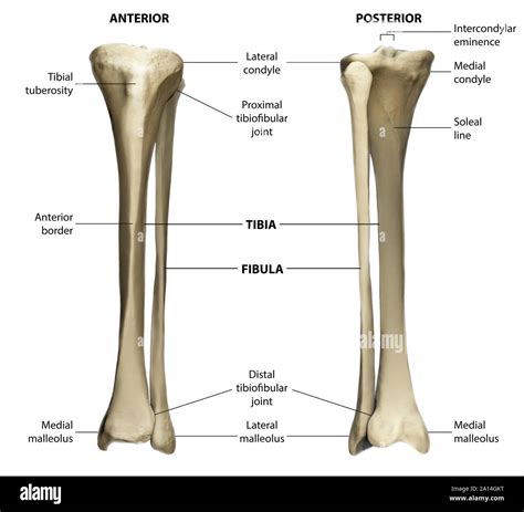 Tibia .